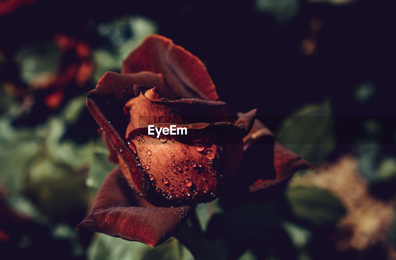 Close-up of wet rose growing outdoors