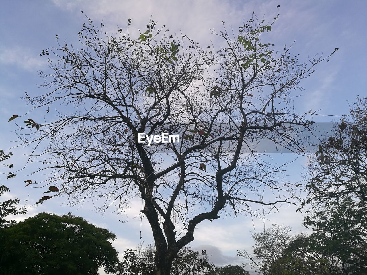 LOW ANGLE VIEW OF BARE TREE AGAINST SKY