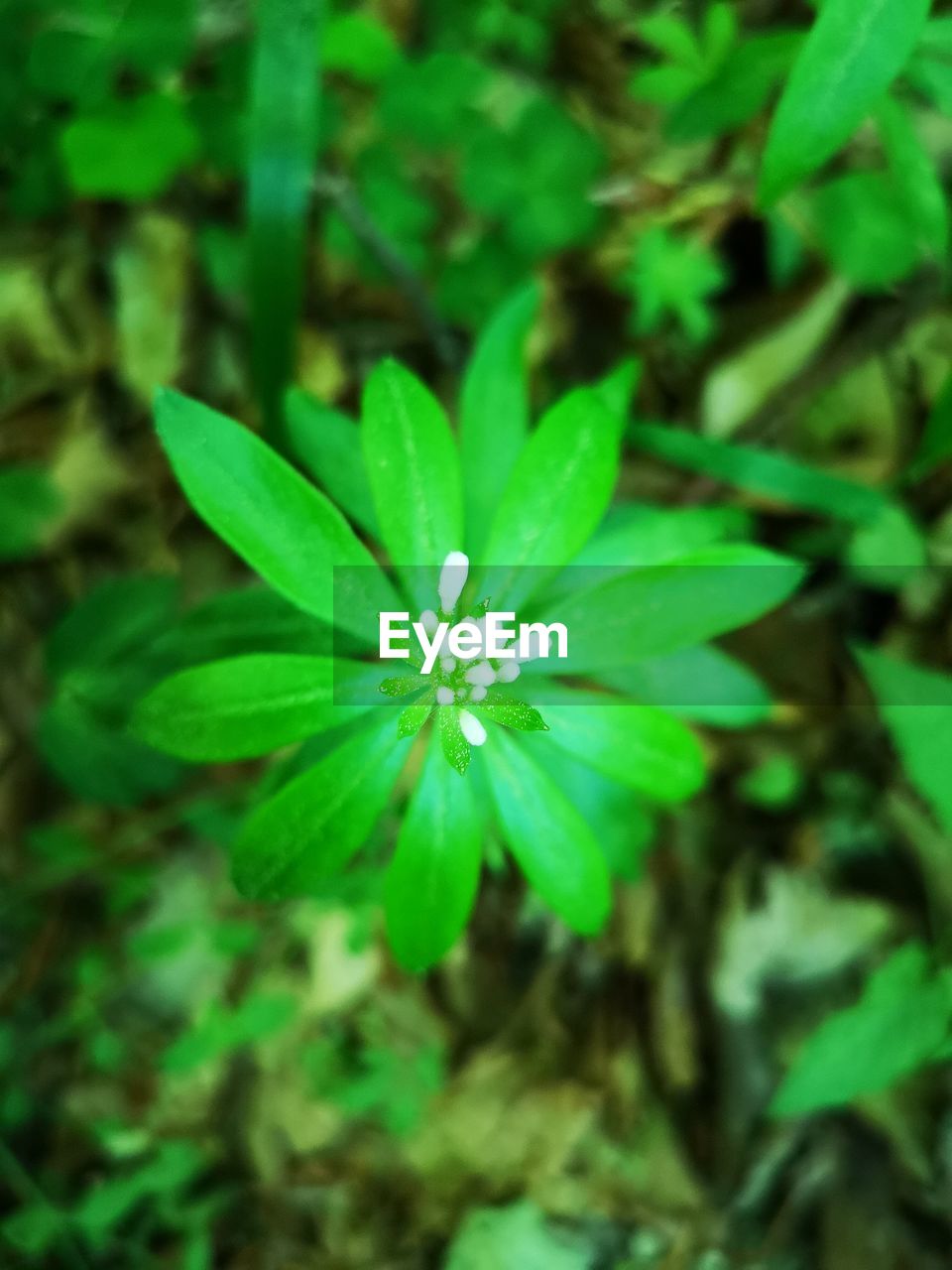 HIGH ANGLE VIEW OF SMALL PLANT GROWING ON LEAF