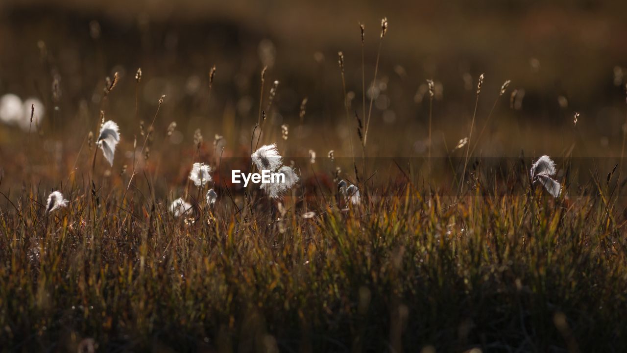 View of flowering plants on field
