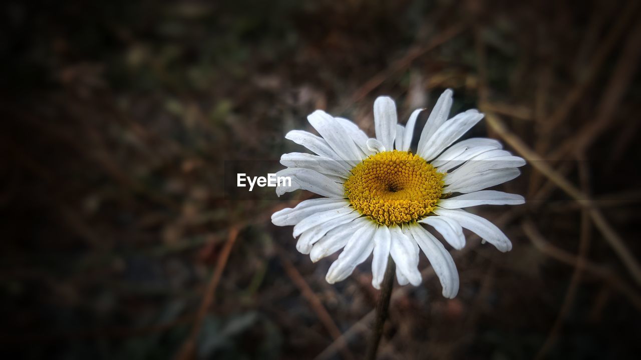 CLOSE UP OF DAISY FLOWER