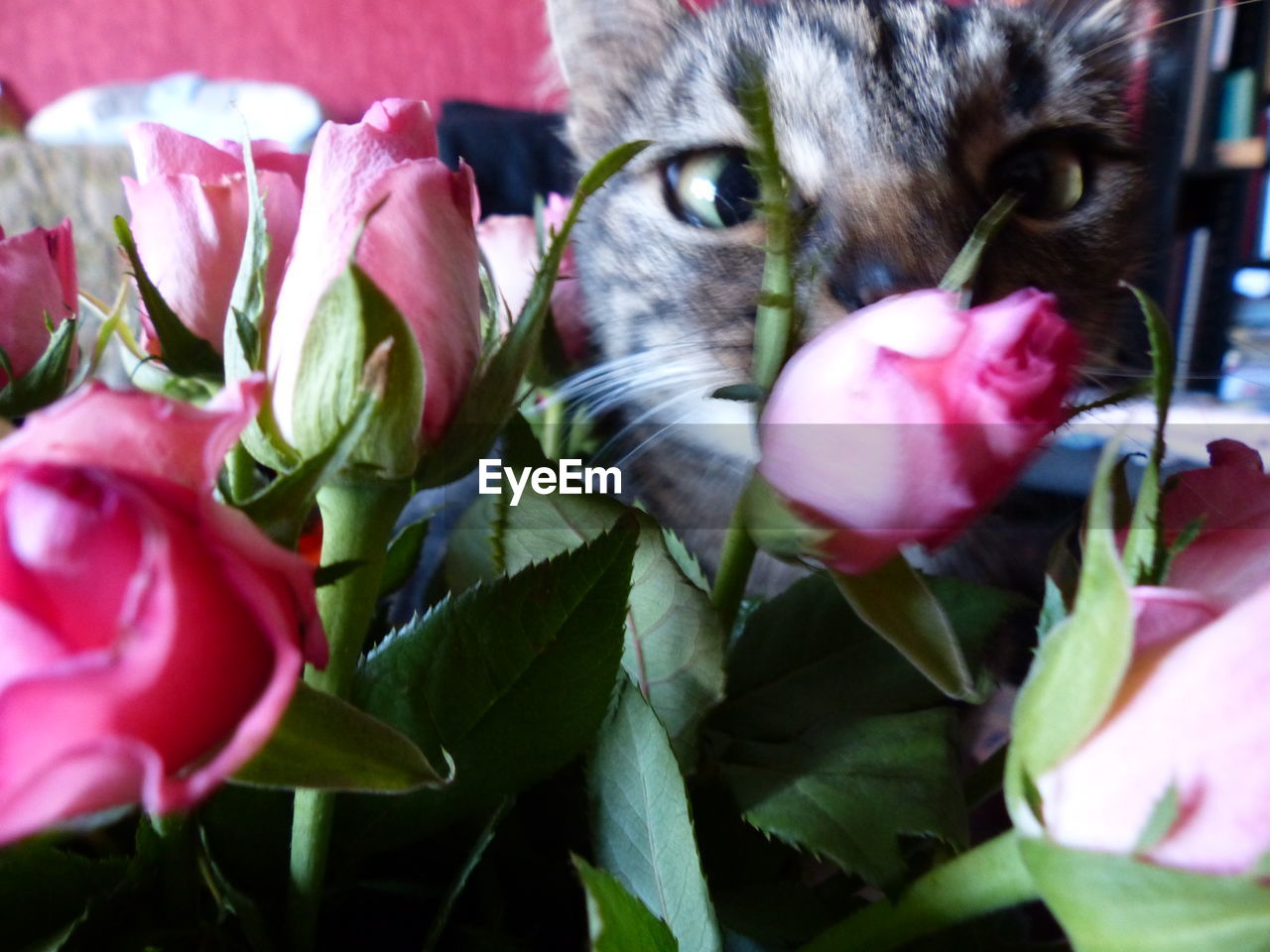 CLOSE-UP OF CAT ON PINK FLOWERS