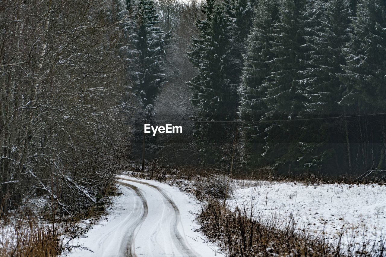 Snow covered road along bare trees