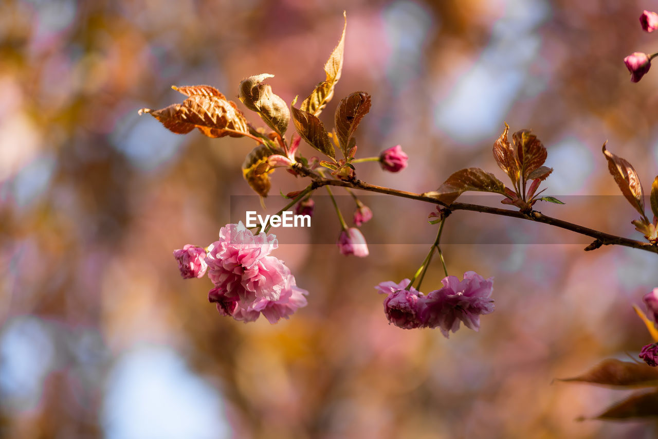 CLOSE-UP OF PINK CHERRY BLOSSOM ON TWIG