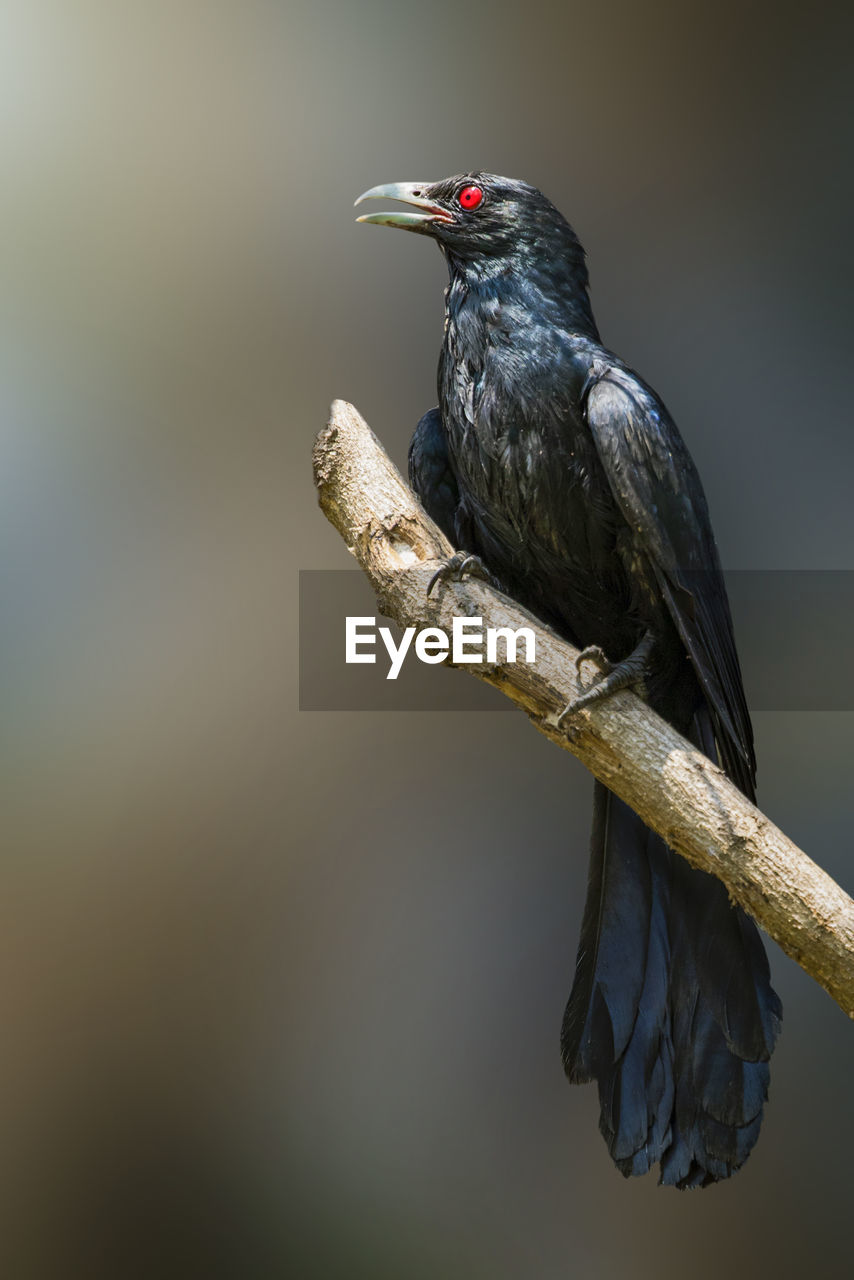 CLOSE-UP OF A BIRD PERCHING ON A BRANCH