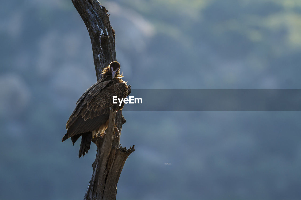 low angle view of bird perching on tree against sky