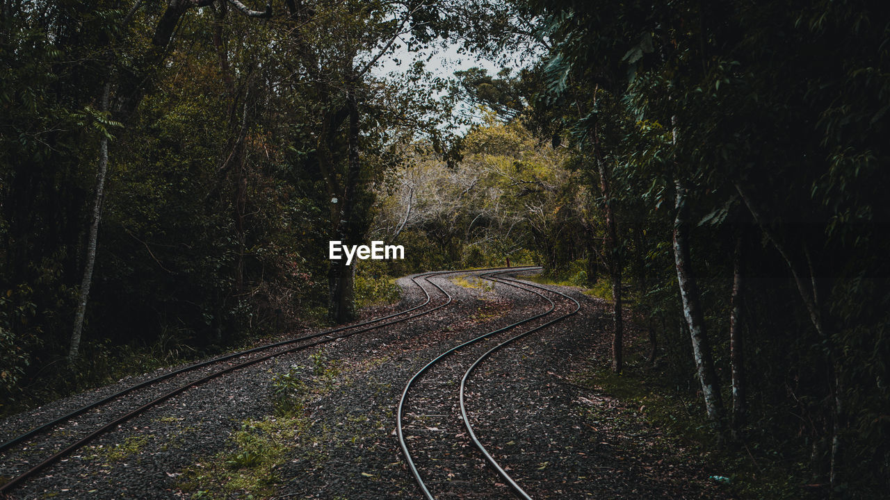 RAILROAD TRACKS IN FOREST