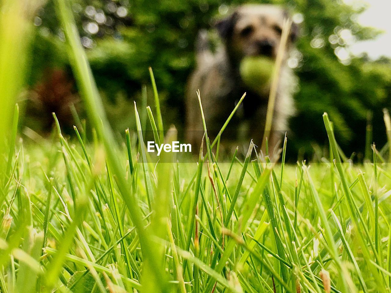 Close-up of grass in field