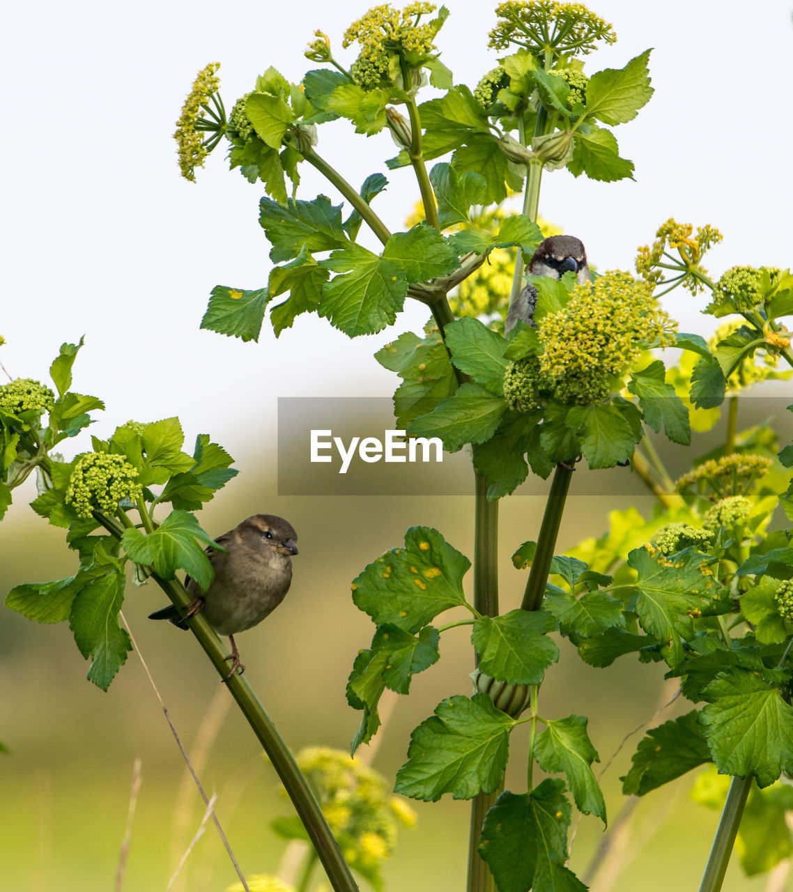 LOW ANGLE VIEW OF BIRD PERCHING ON A TREE