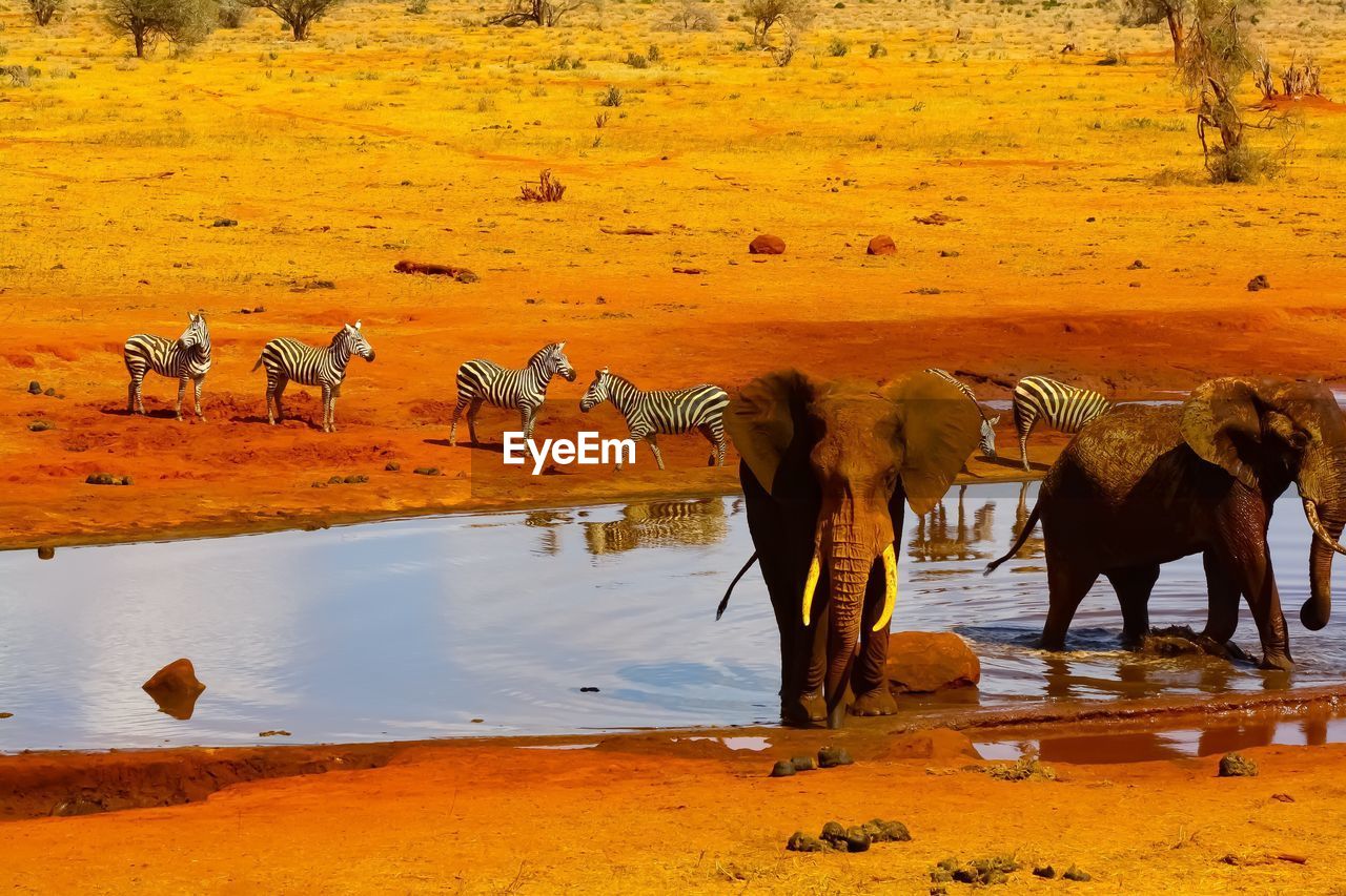 VIEW OF ELEPHANT DRINKING WATER FROM A LAKE