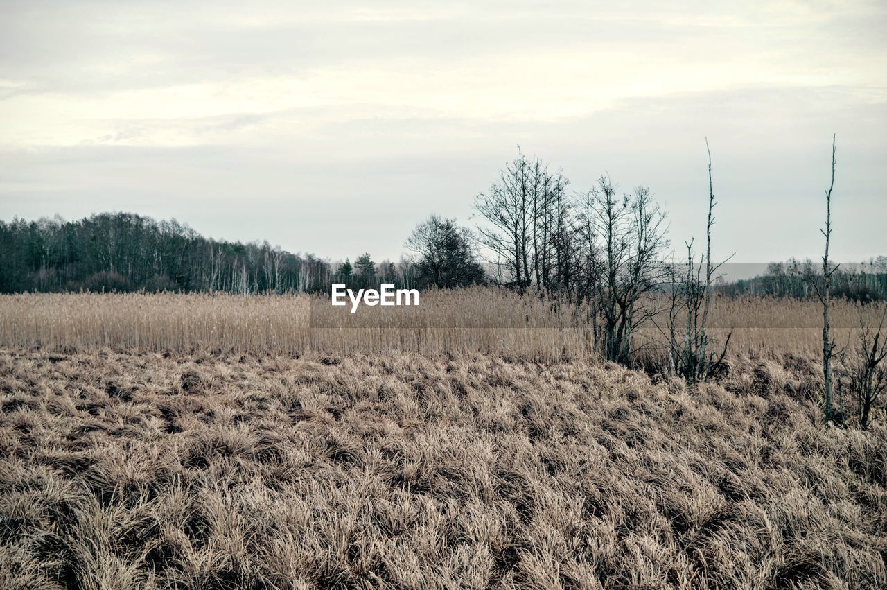 Field with trees in background