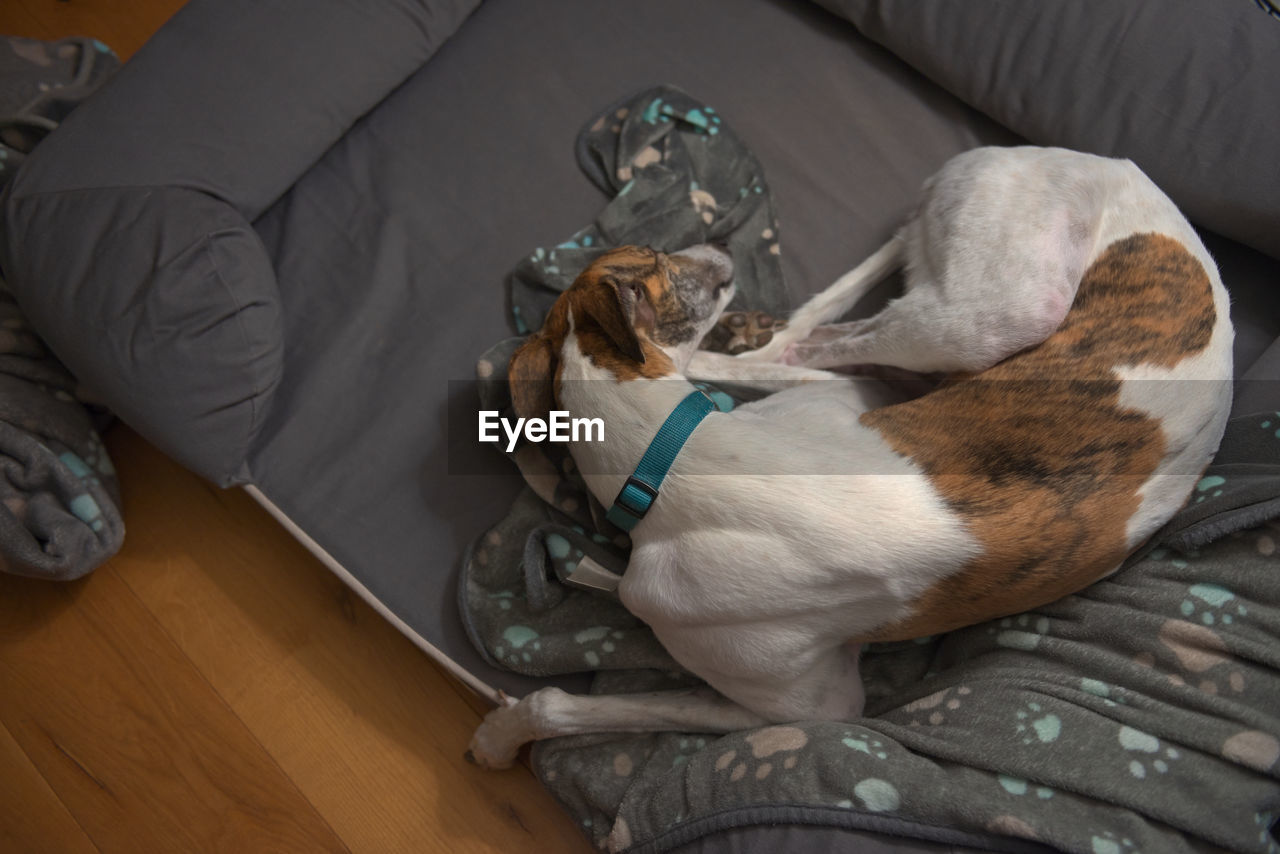 Left hand side copy space next to this large adopted pet greyhound who sleeps in her grey bed