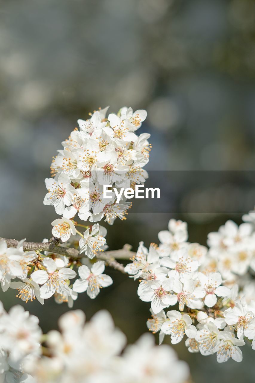 Close-up of cherry blossom