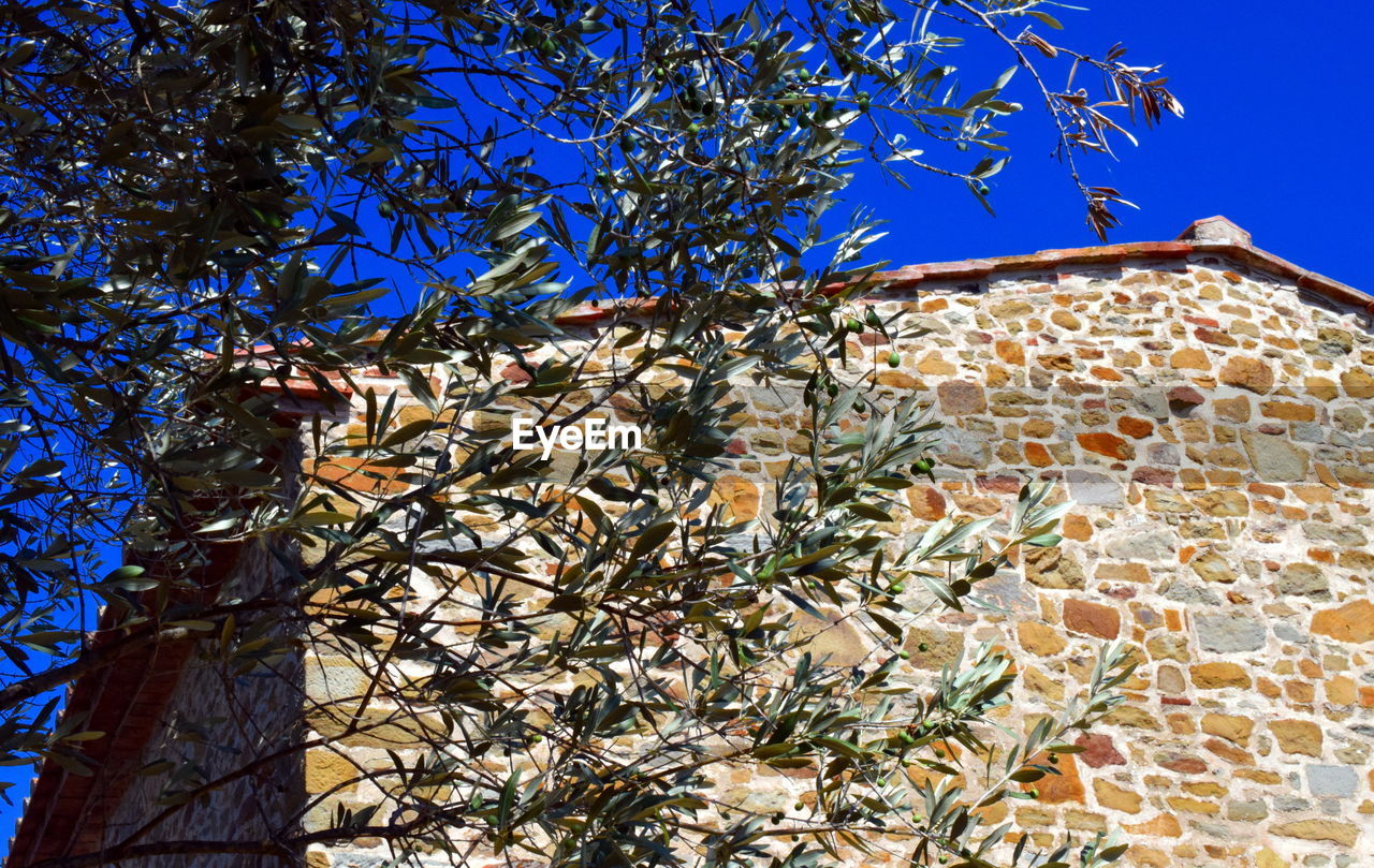 LOW ANGLE VIEW OF TREE AGAINST BUILDING AGAINST CLEAR BLUE SKY