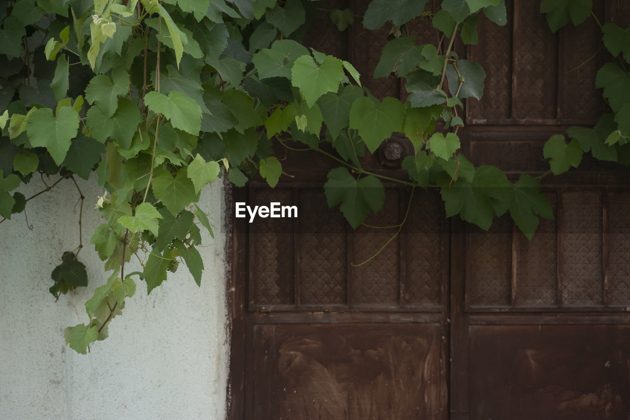 green, leaf, plant part, architecture, plant, ivy, no people, built structure, nature, growth, tree, day, house, wall - building feature, wood, outdoors, creeper plant, building, building exterior, vine, wall, flower, entrance, door