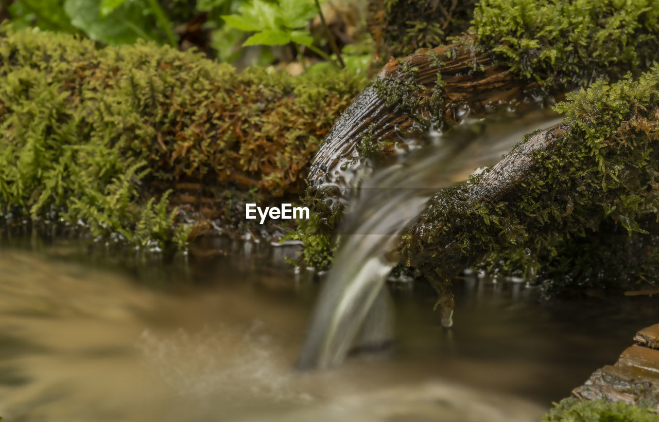 CLOSE-UP OF WATER FLOWING THROUGH TREE
