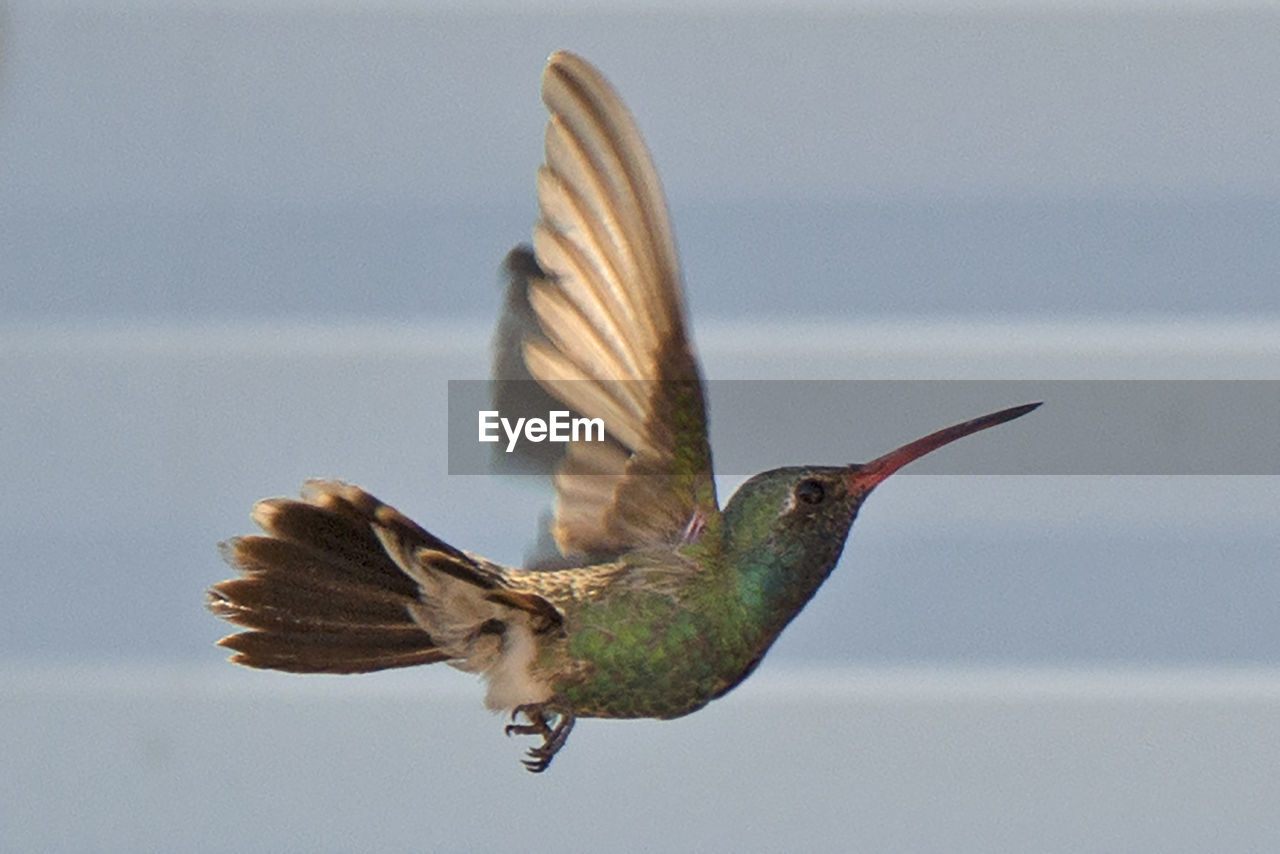 Side view of a bird in flight