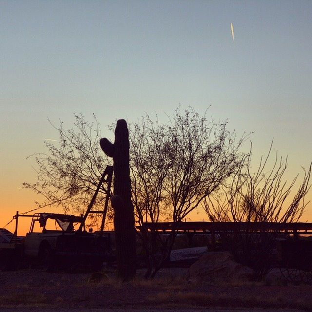 SILHOUETTE OF BARE TREES AT DUSK