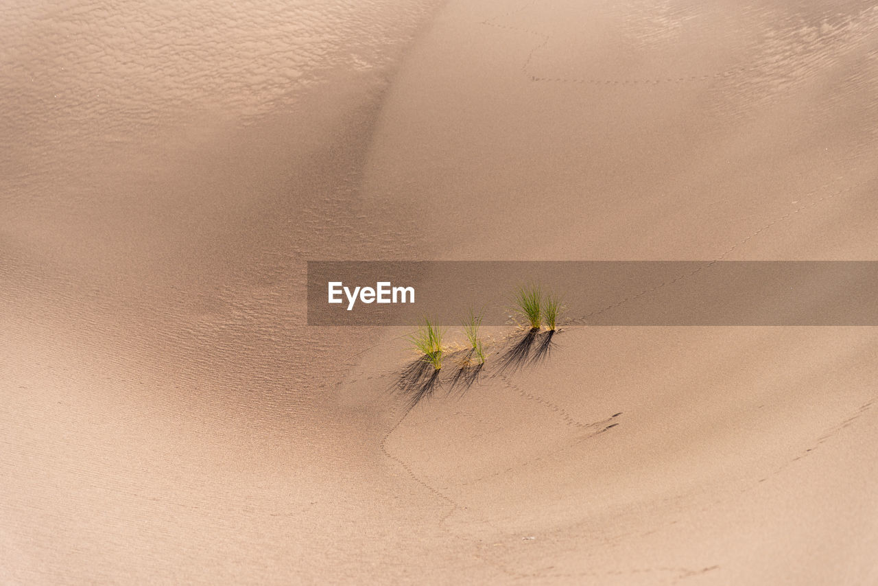 HIGH ANGLE VIEW OF PLANT GROWING ON SAND