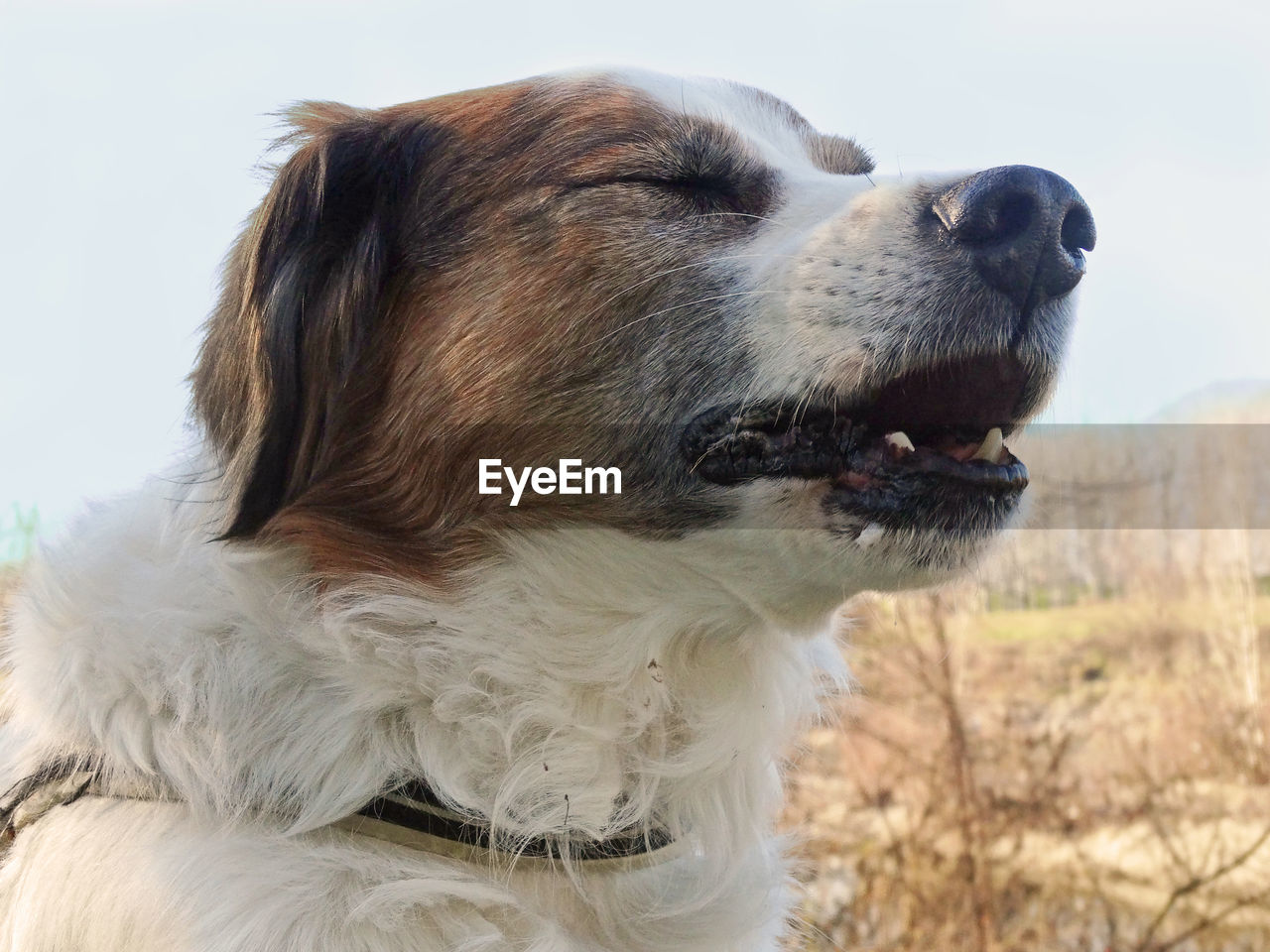 CLOSE-UP OF DOG OUTDOORS AGAINST SKY