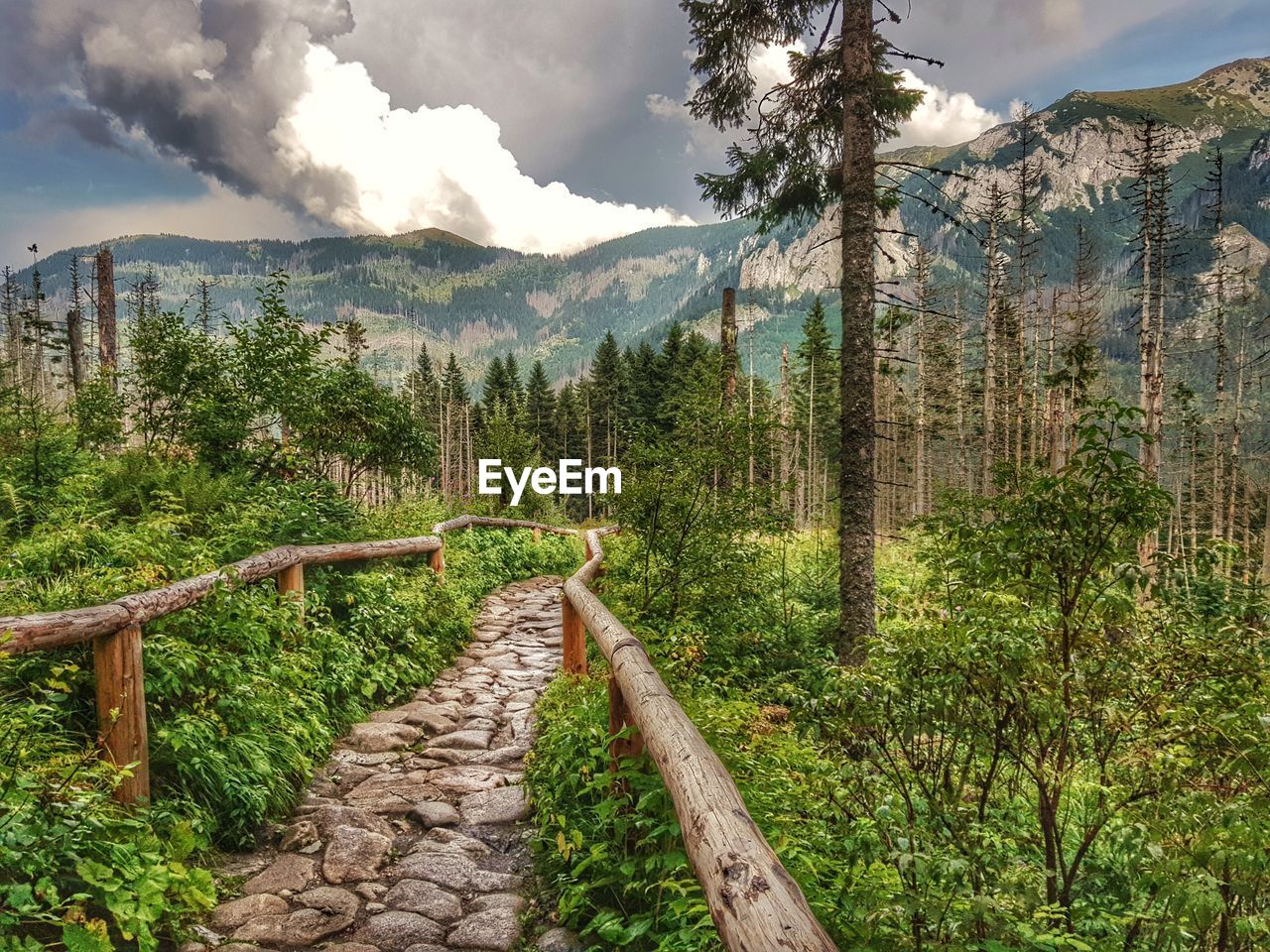 Footpath amidst trees and plants against sky