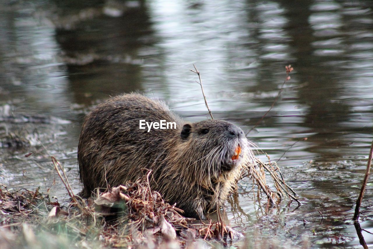 Beaver swimming in lake