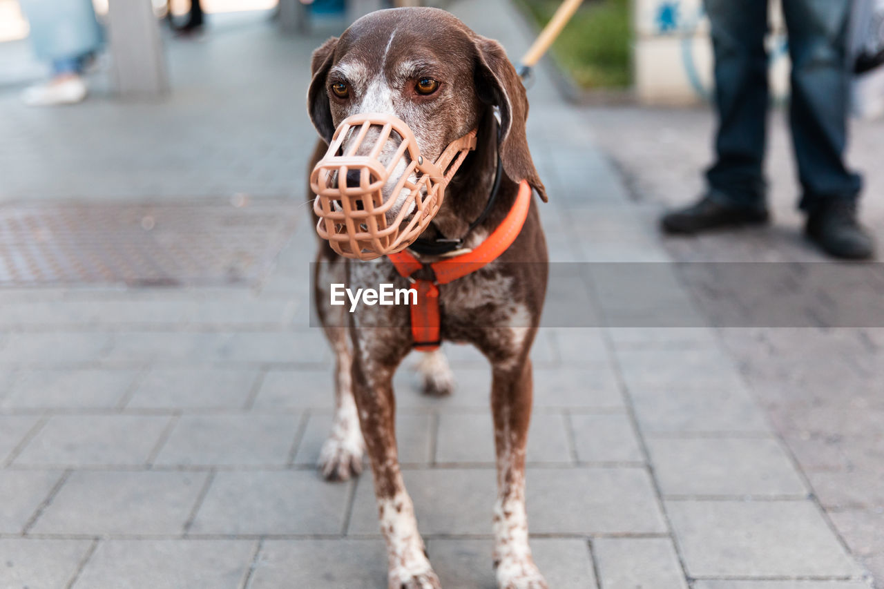 German shorthaired pointer dog in a muzzle and on a leash stands on the street near the owner 