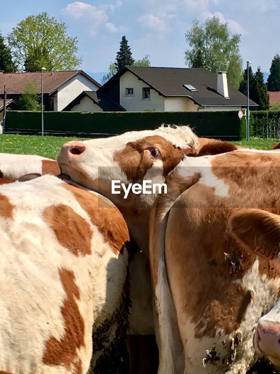 VIEW OF COWS IN A BUILDING