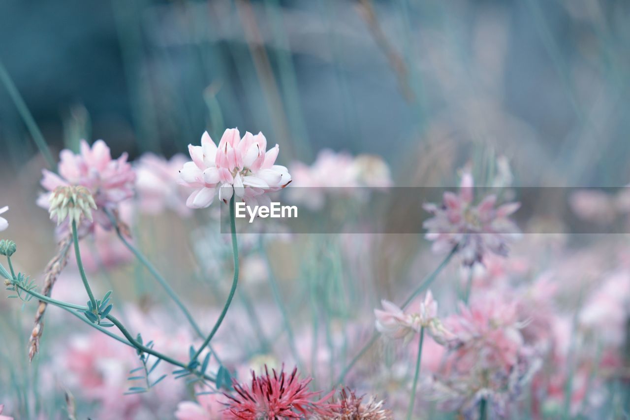 Close-up of pink flowering plants