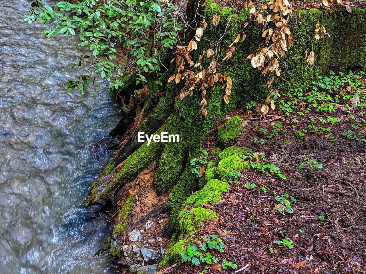 HIGH ANGLE VIEW OF PLANT GROWING ON RIVER