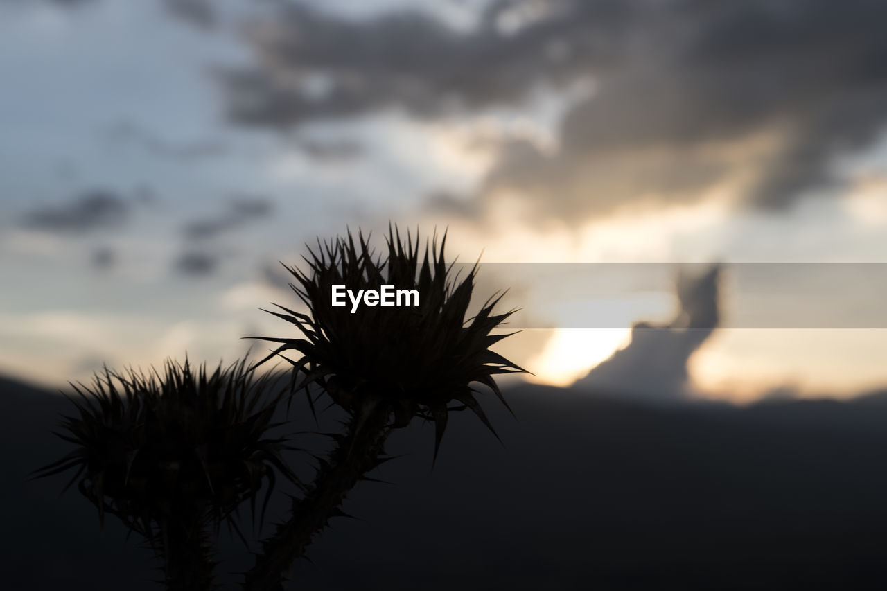 CLOSE-UP OF SILHOUETTE PLANT DURING SUNSET