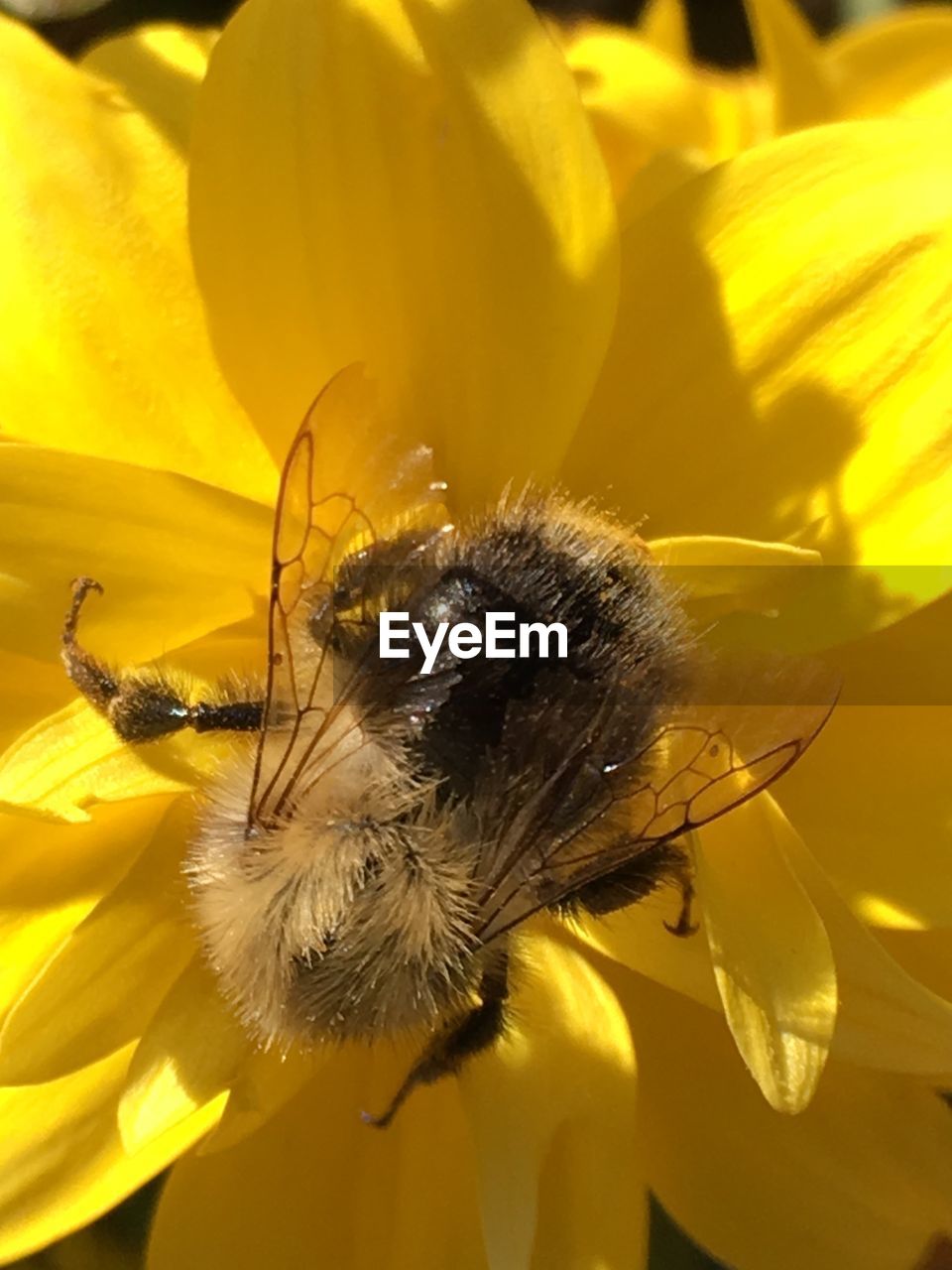 CLOSE-UP OF BEE POLLINATING FLOWER