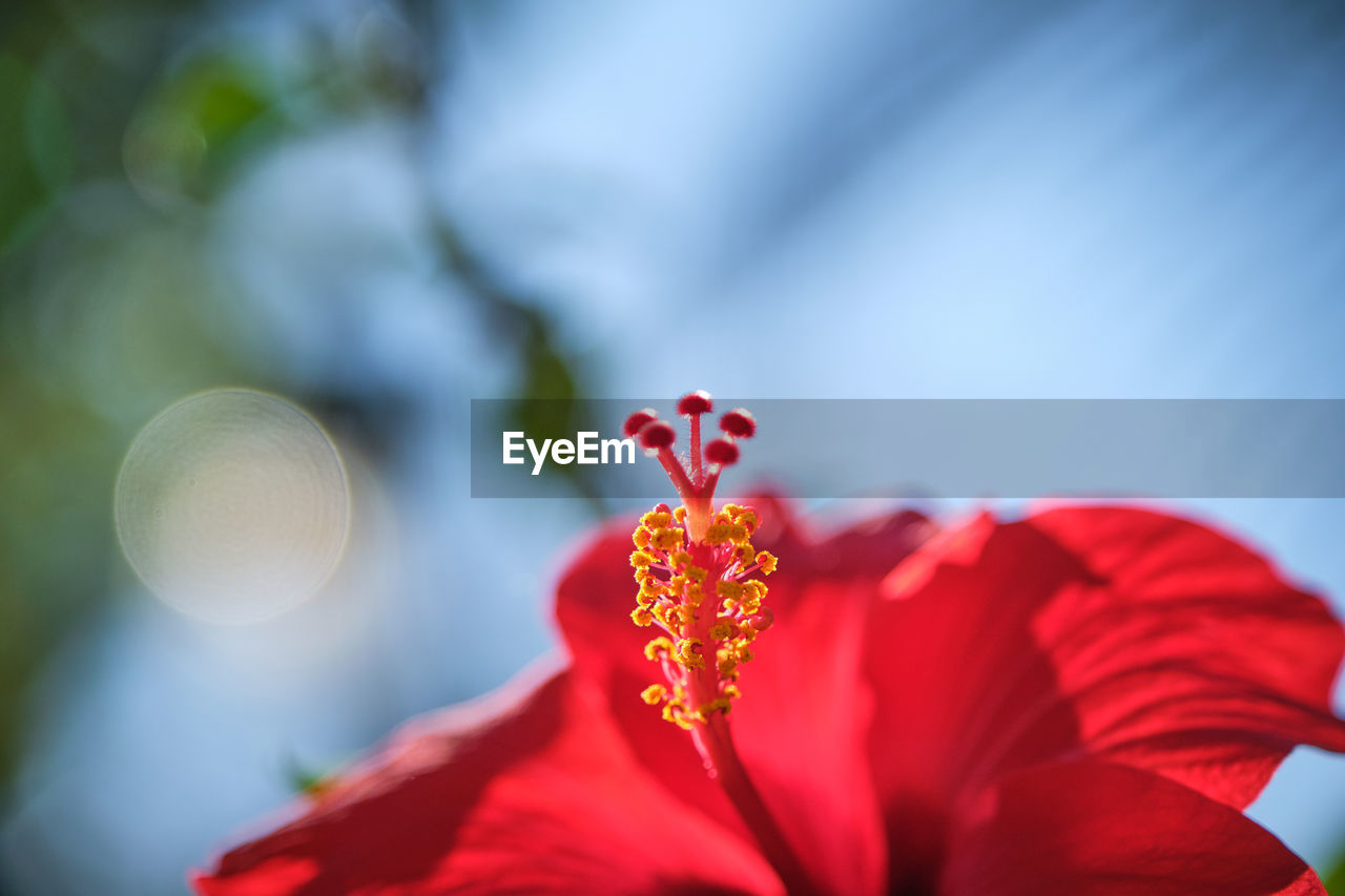 The focus on pollen red chinese hibiscus, china rose, hawaiian hibiscus