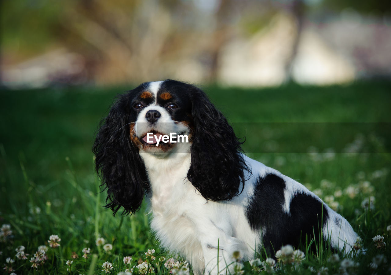 Cavalier king charles spaniel standing on grass