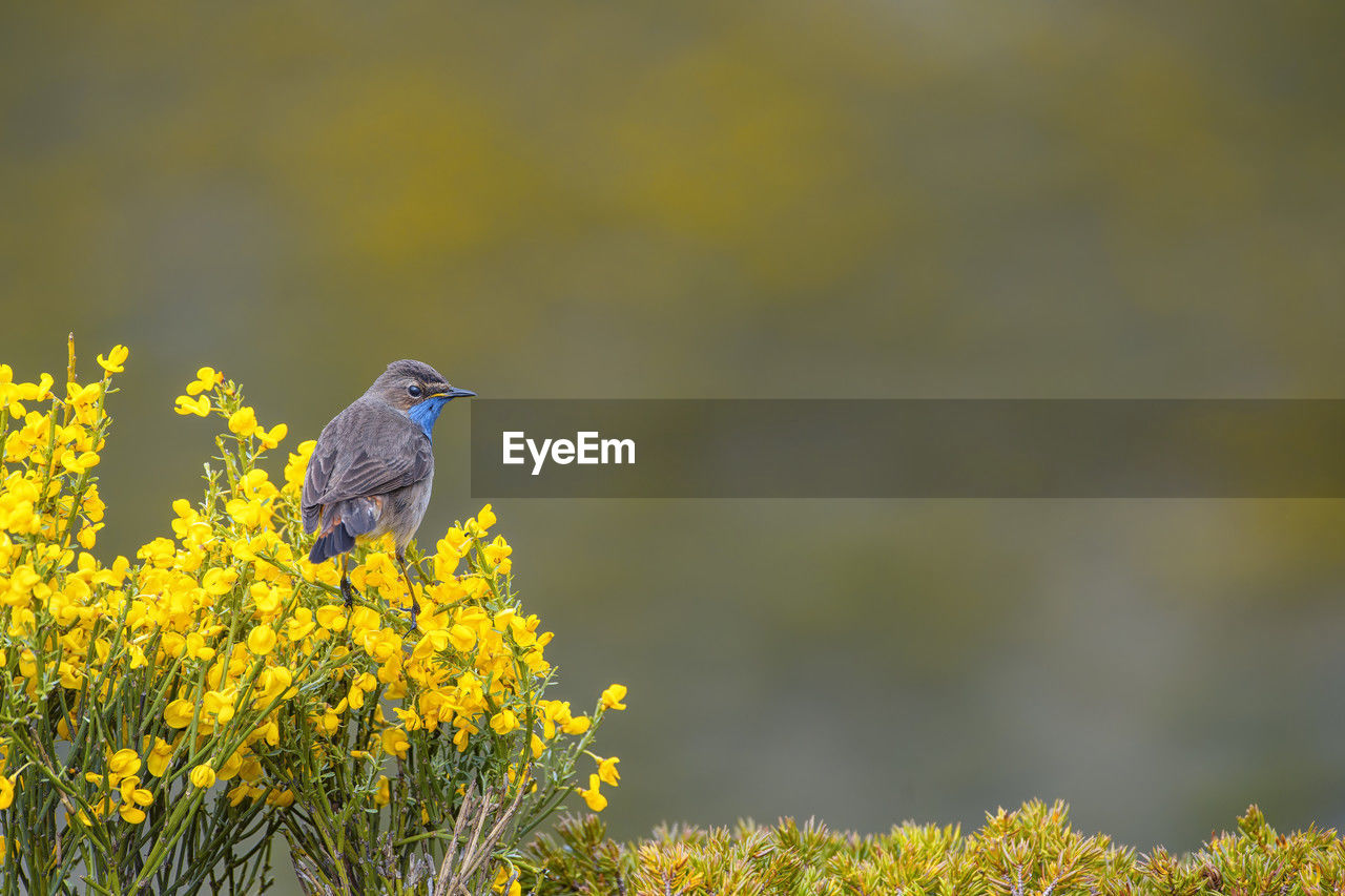 yellow, animal wildlife, animal themes, animal, nature, wildlife, bird, one animal, plant, prairie, flower, beauty in nature, flowering plant, perching, no people, focus on foreground, meadow, field, land, songbird, macro photography, landscape, outdoors, environment, side view, grass, wildflower, day, copy space, close-up, springtime, selective focus, growth, green, plain, full length, freshness, grassland