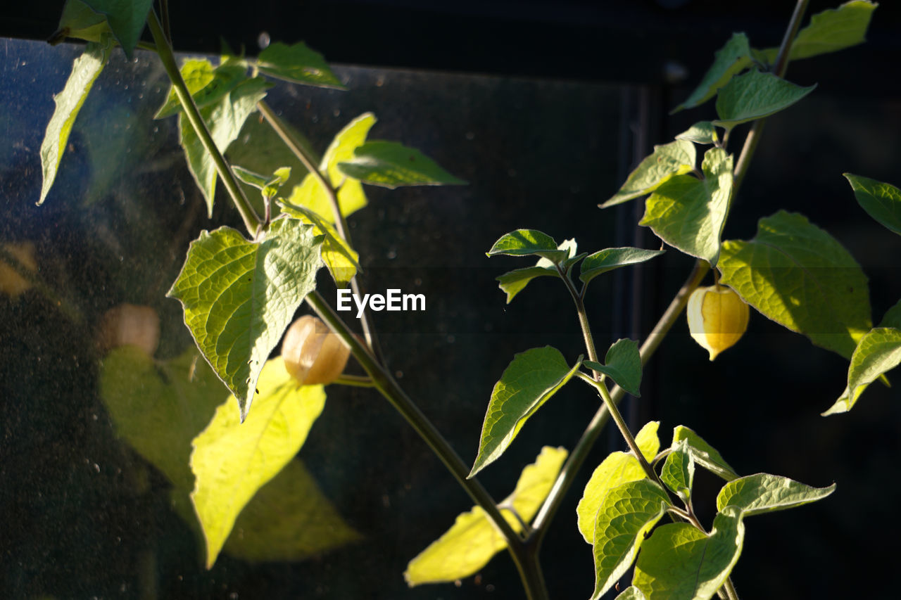 yellow, green, leaf, plant part, nature, sunlight, plant, branch, tree, flower, growth, no people, food, fruit, autumn, close-up, food and drink, outdoors, macro photography, healthy eating, freshness, day, beauty in nature, produce