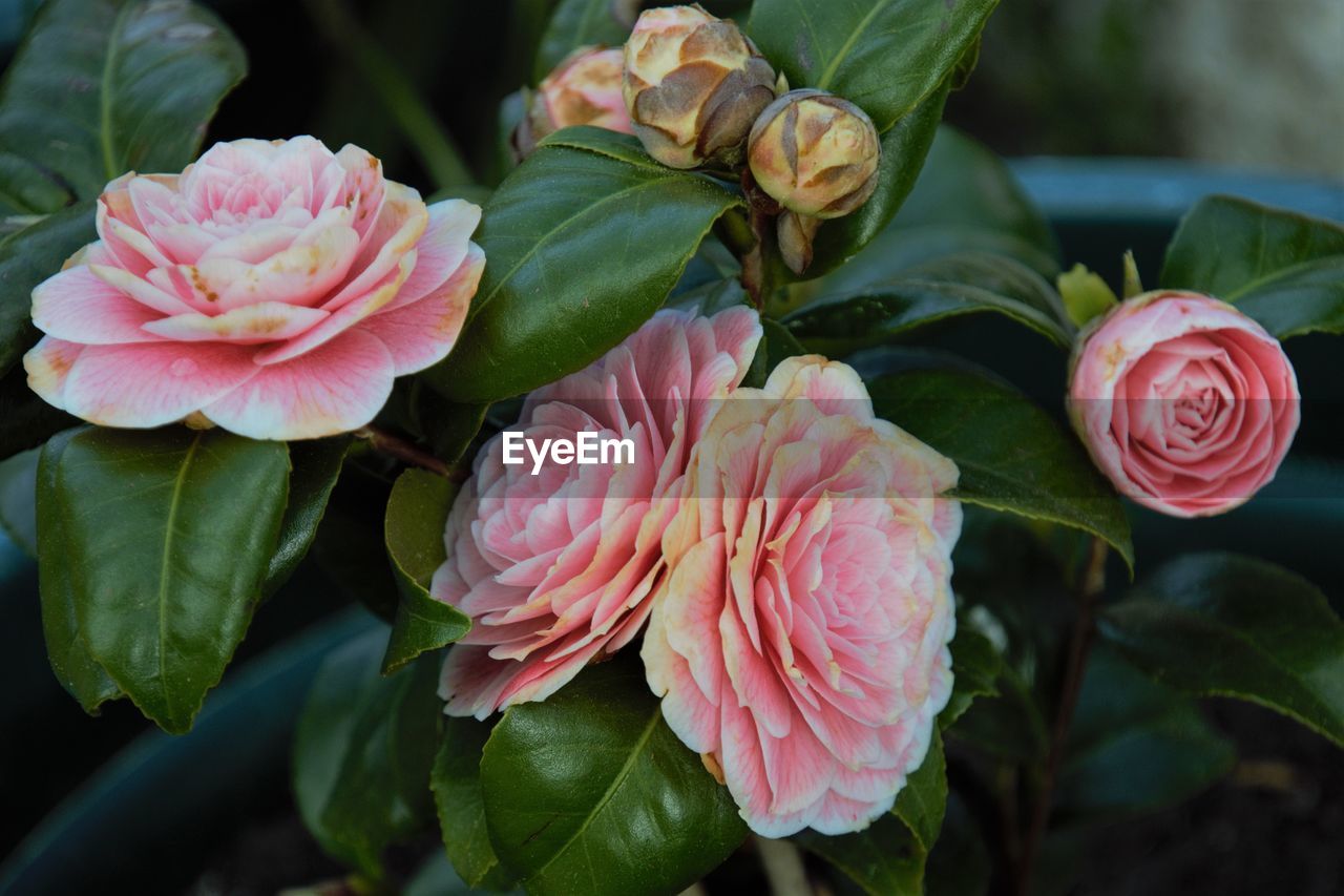 CLOSE-UP OF PINK ROSES