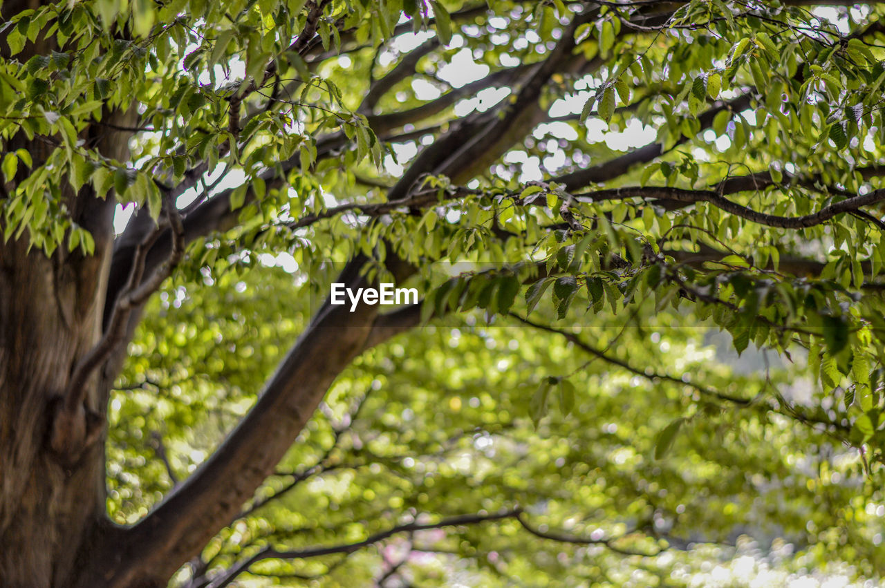 Low angle view of tree in forest