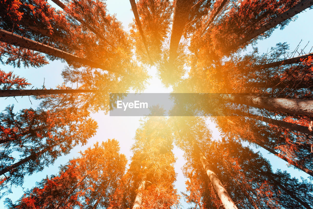 Low angle view of autumnal trees against sky