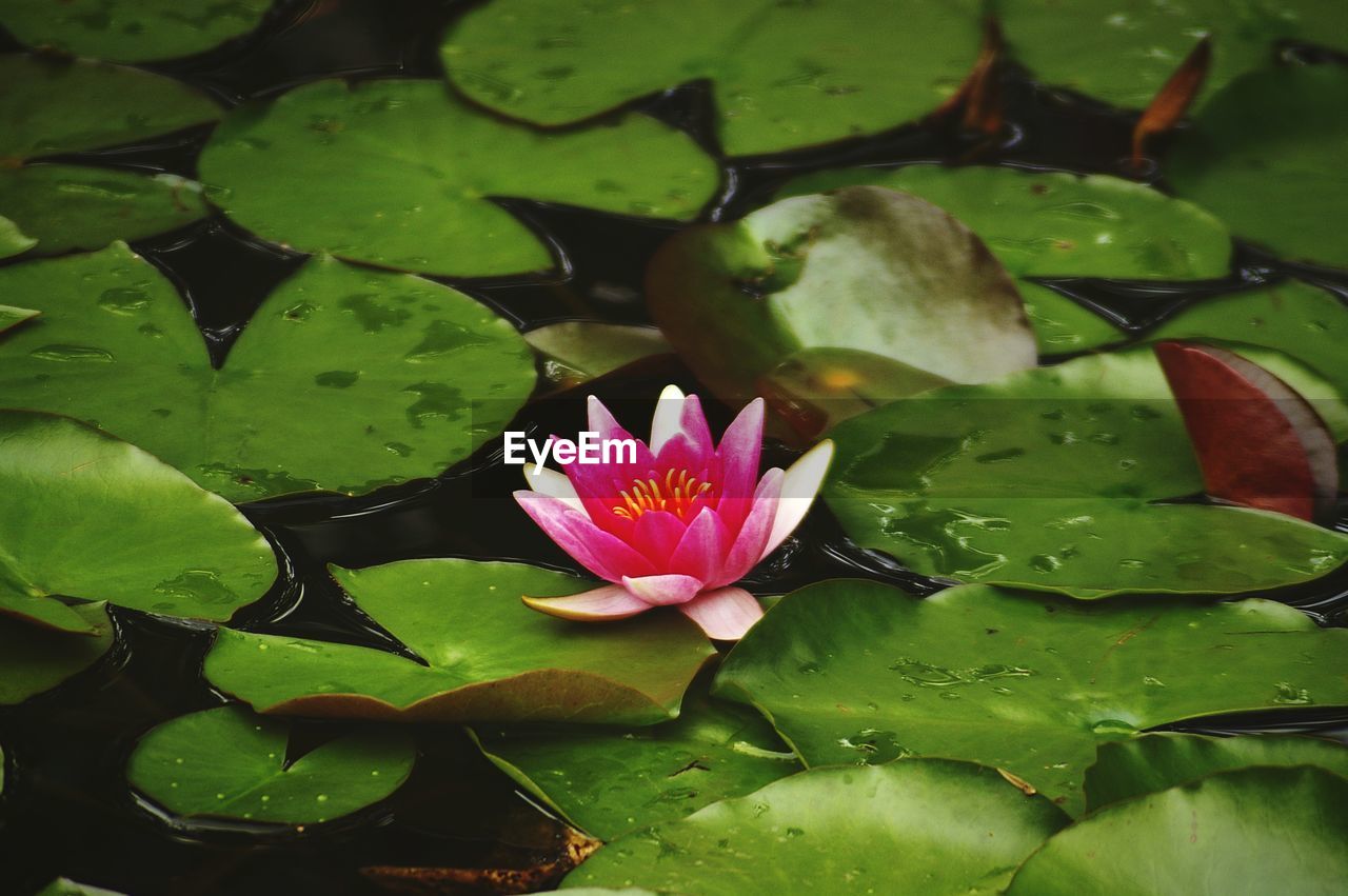 Close-up of lotus water lily in lake