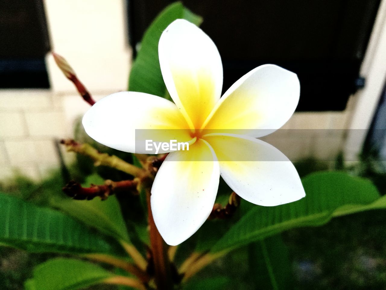 CLOSE-UP OF FRANGIPANI BLOOMING