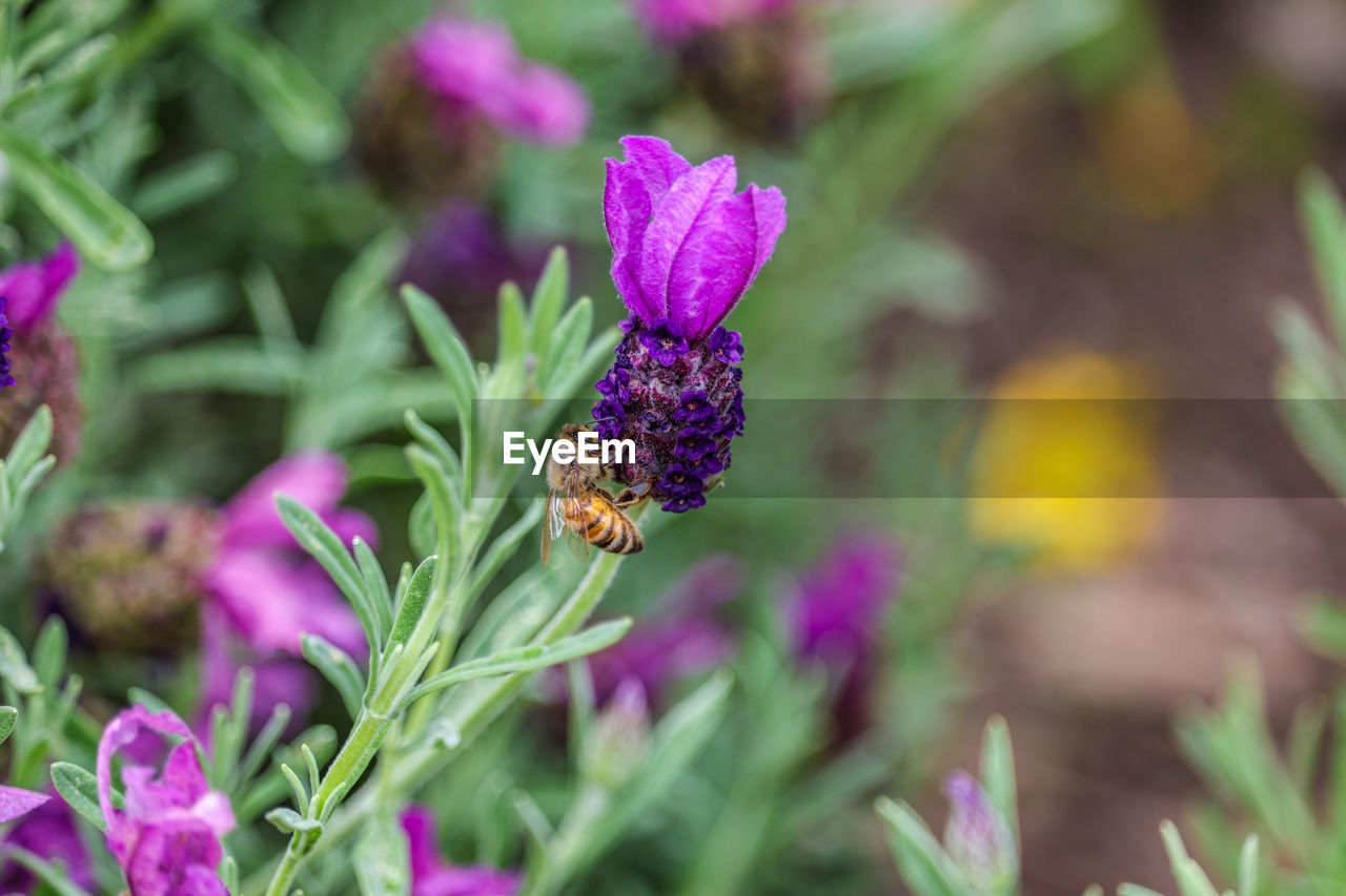 flower, flowering plant, plant, beauty in nature, purple, animal wildlife, nature, freshness, animal themes, close-up, animal, multi colored, insect, summer, garden, no people, wildflower, growth, vegetable, food, medicine, botany, pink, outdoors, plant part, botanical garden, flower head, macro photography, environment, magenta, food and drink, healthcare and medicine, green, fragility, outdoor pursuit, wildlife, leaf, nature reserve, petal, travel destinations, alternative medicine, one animal, animal wing, focus on foreground, flowerbed, day, leaf vegetable, eco tourism