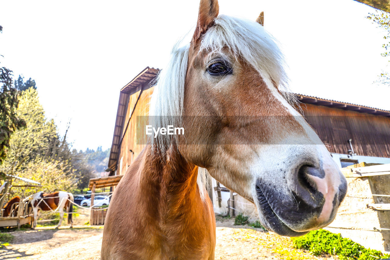 CLOSE-UP OF A HORSE IN RANCH AGAINST SKY