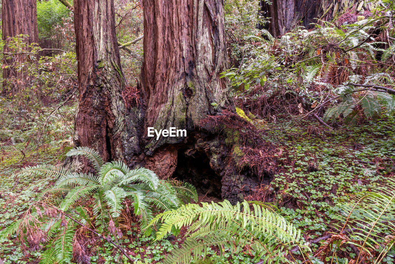 PLANTS GROWING ON LAND IN FOREST