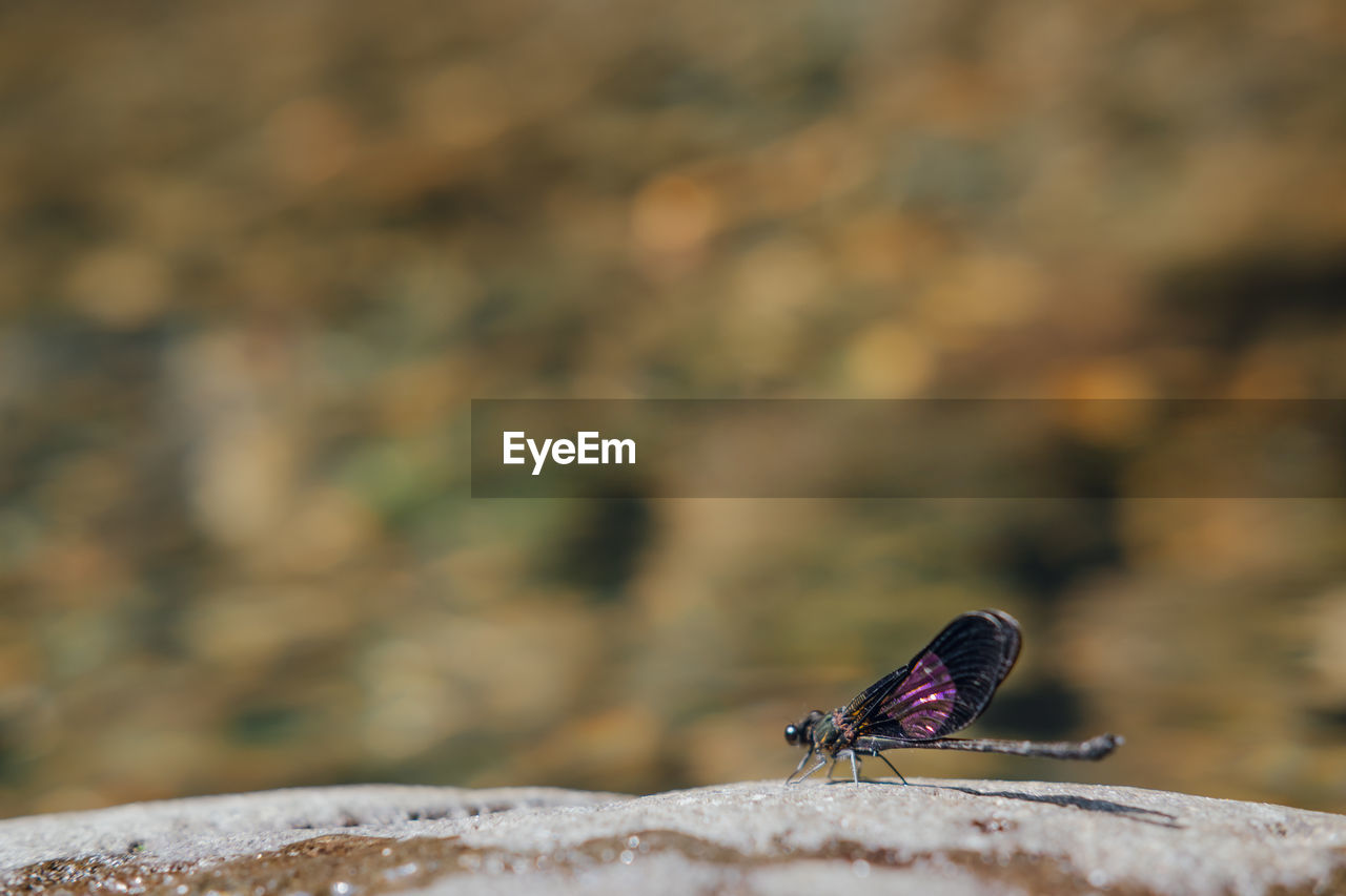 Close-up of damselfly on rock