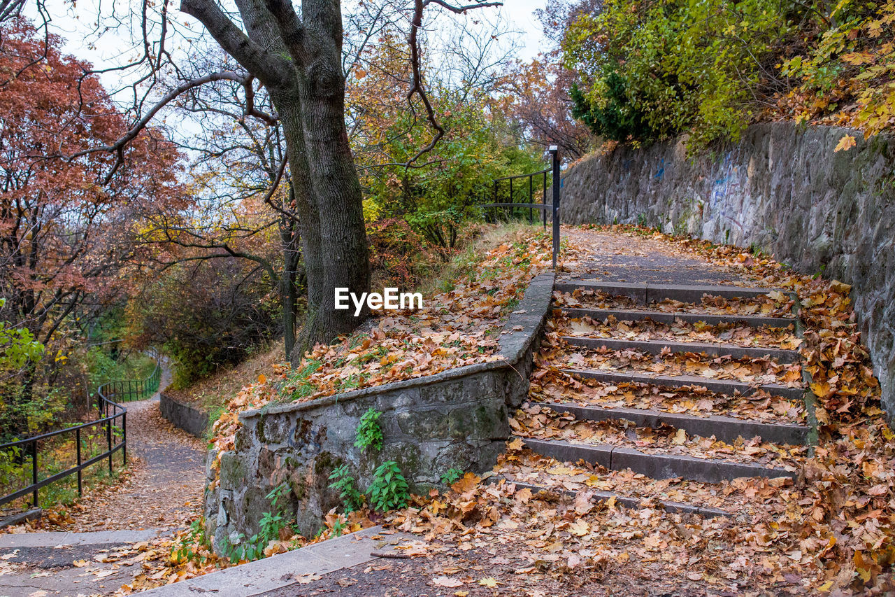 STAIRCASE IN FOREST