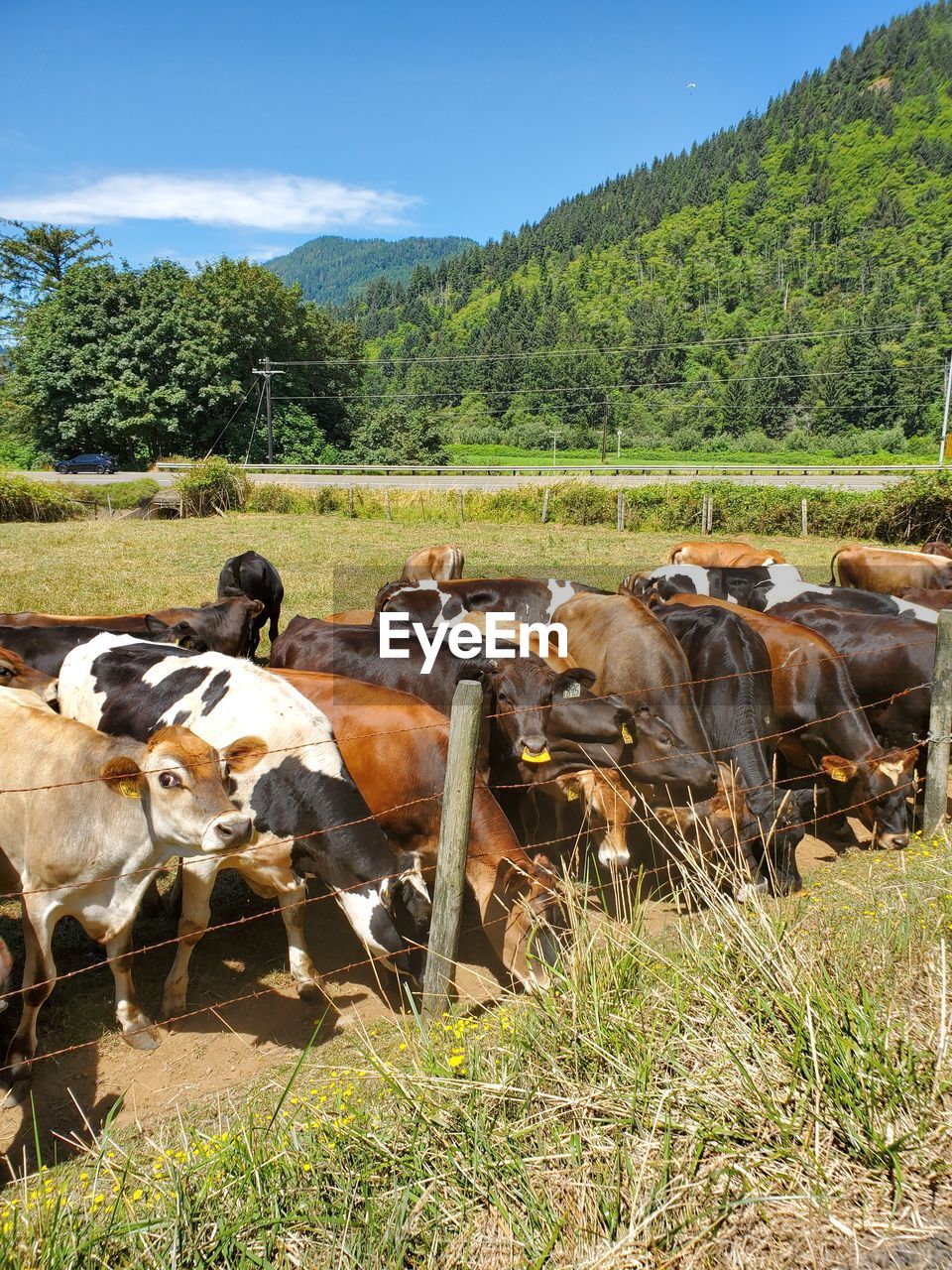 VIEW OF COWS ON FIELD