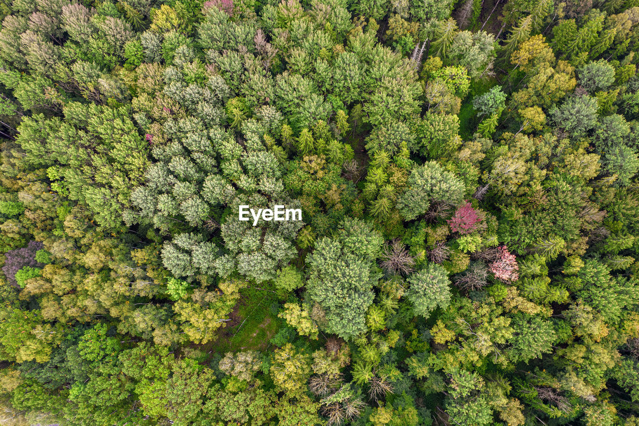 Directly above aerial drone full frame shot of mixed foliar and pine forest with beautiful texture