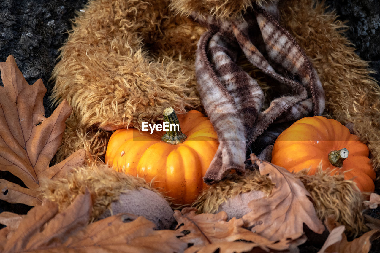 Close up of pumpkins