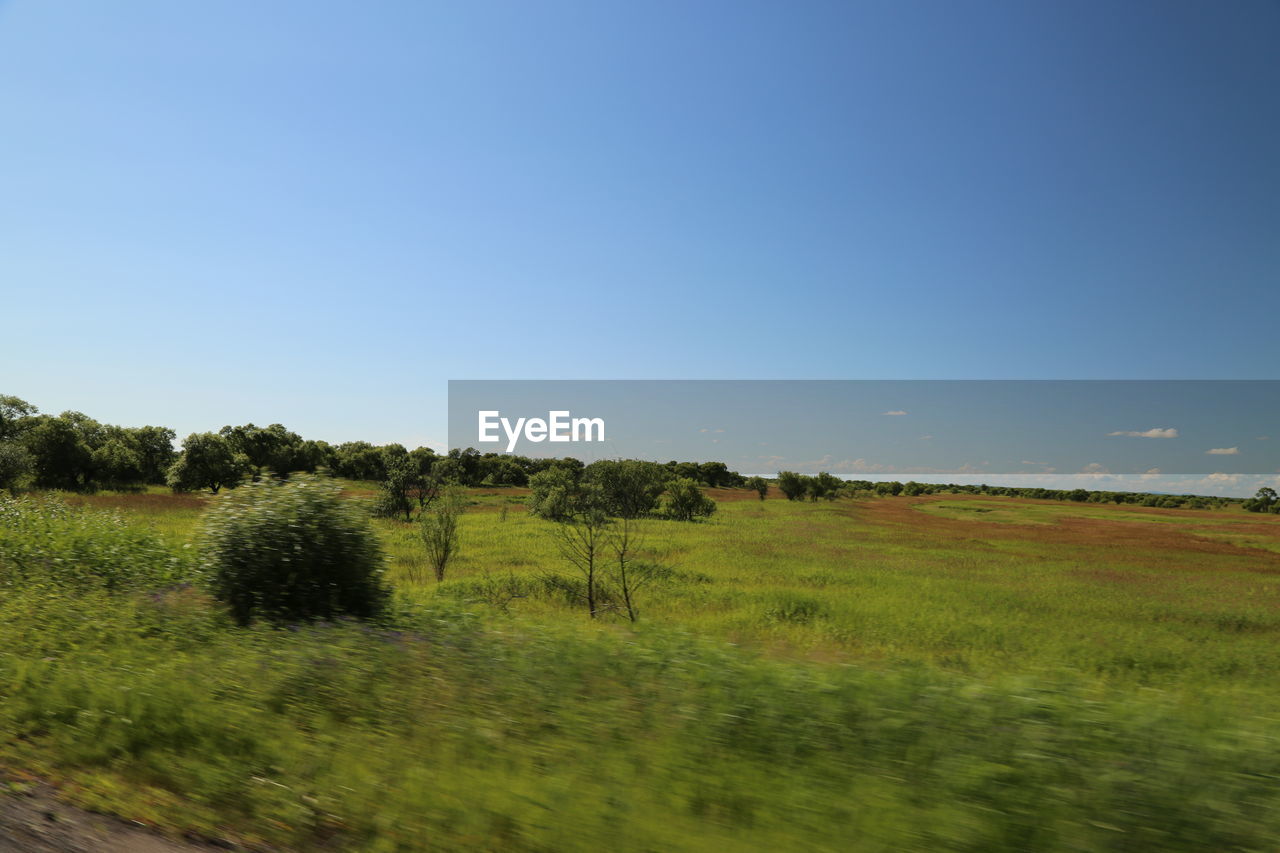 TREES ON FIELD AGAINST CLEAR SKY